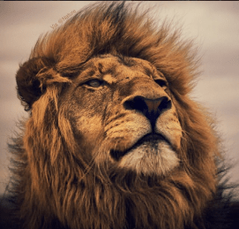 Lion.Aslan