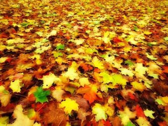Autumn Carpet.JD