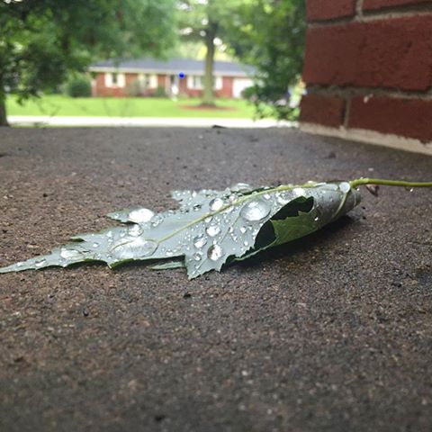 Leaf droplets.SG